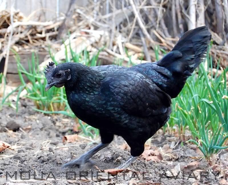 blackskinA_Hen.jpg