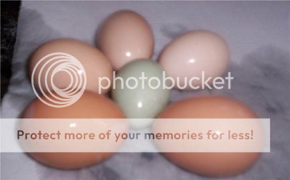 Greenbantamegg.jpg
