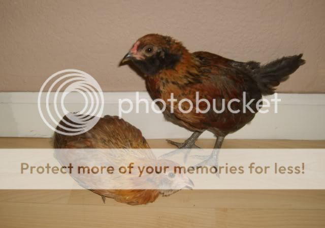 chicksforsale006-1.jpg