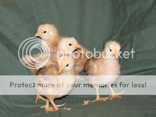 chick.jpg