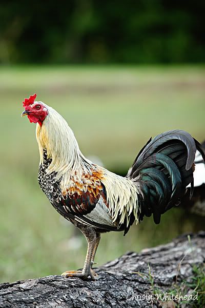 ChickensApril264783LRCW.jpg