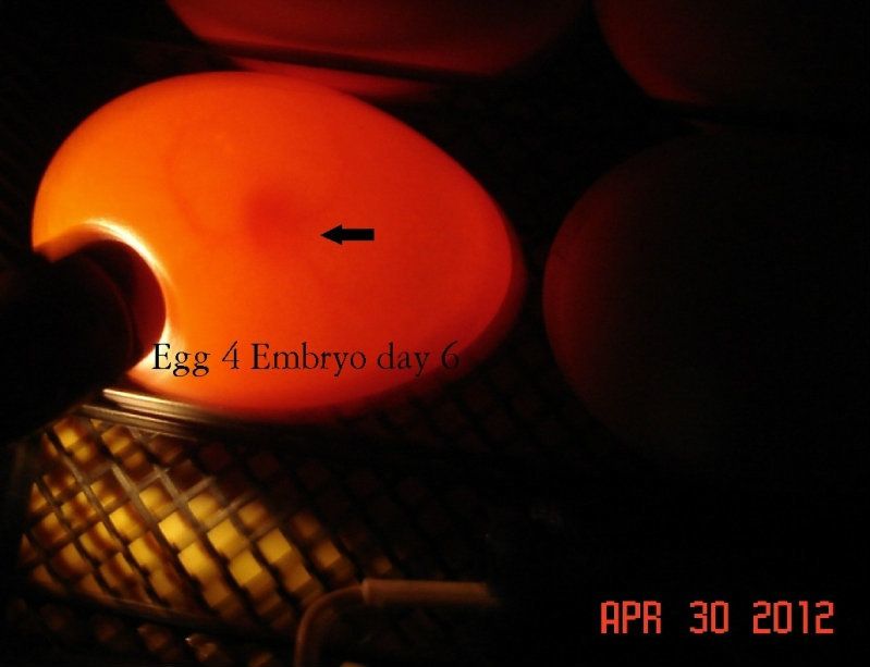 600x460px-LL-ad41fc33_gooseegg4day6.jpeg