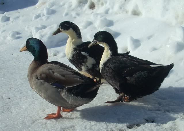 Ducks2.jpg