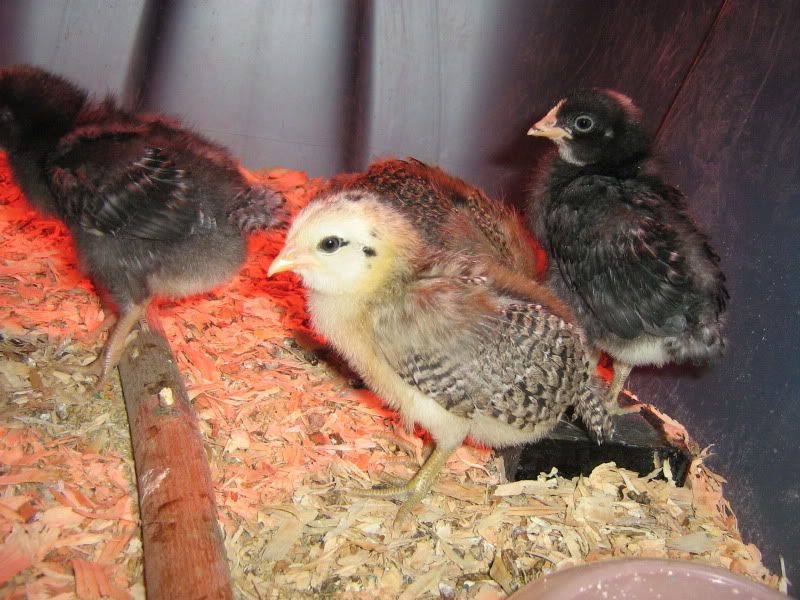 Chicks072.jpg
