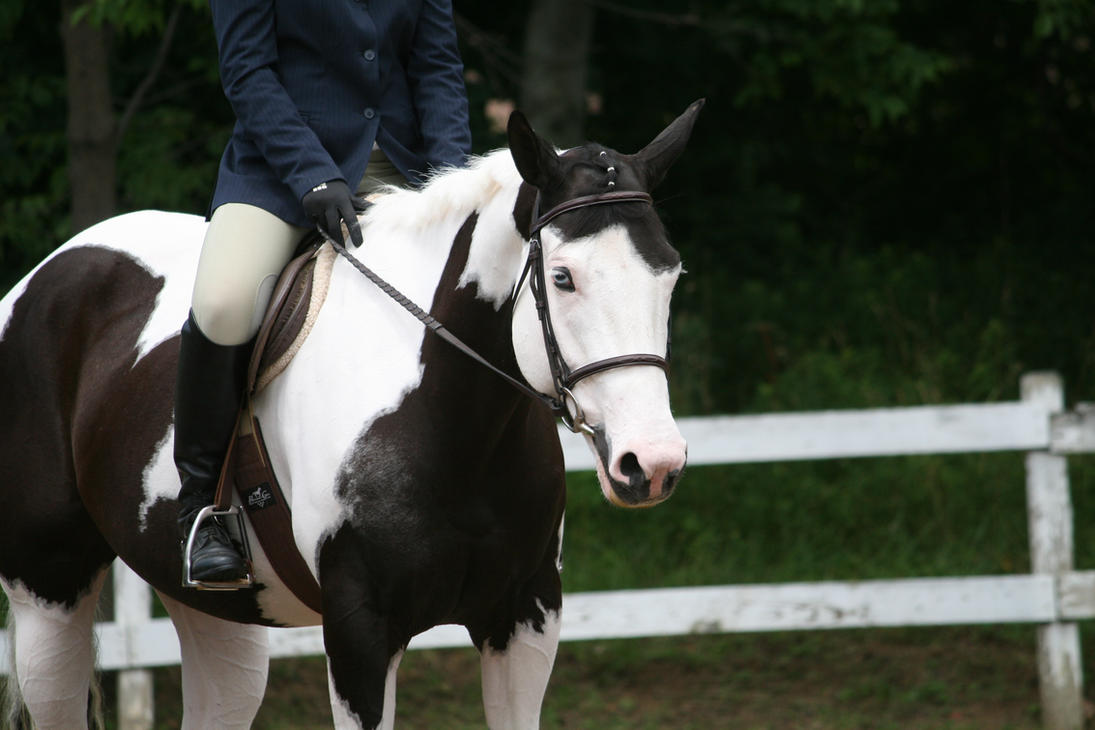 Paint_Horse_79_by_FantasyDesignStock.jpg