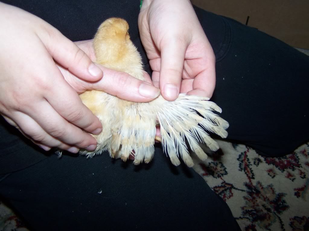 100_3342.jpg
