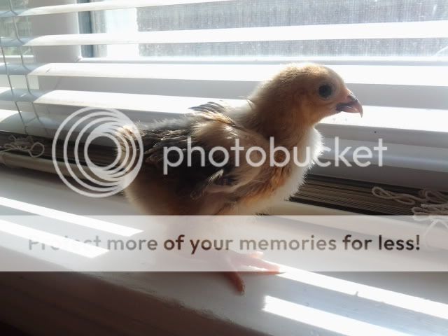 2011-05-10095741.jpg