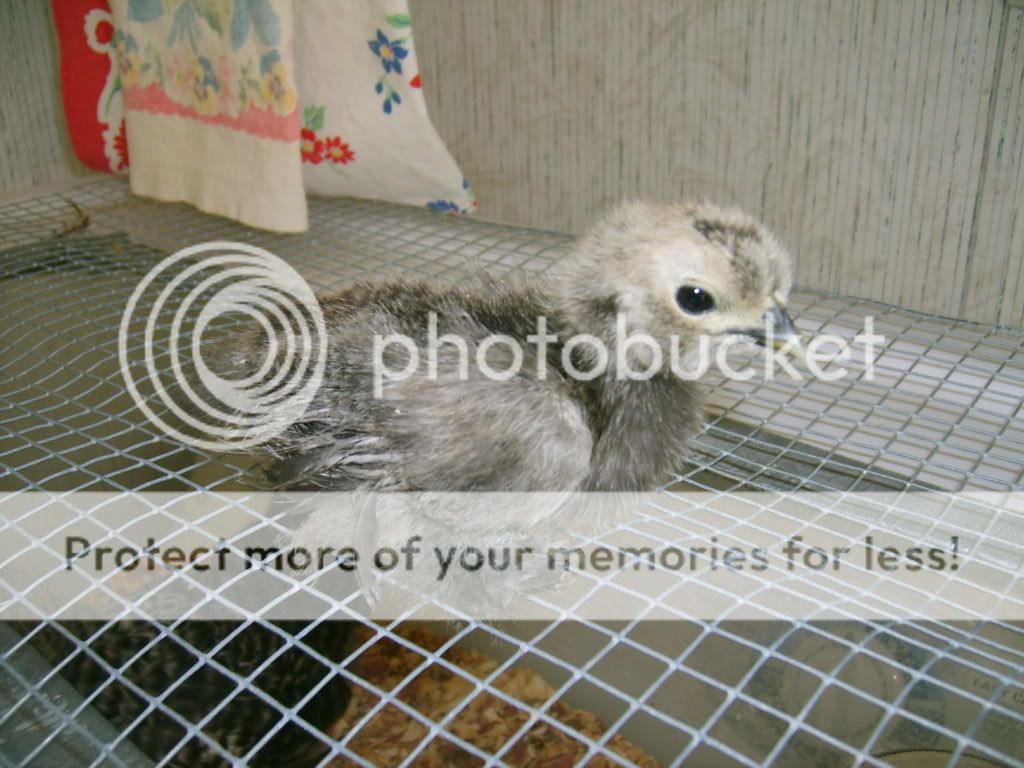 004-2.jpg