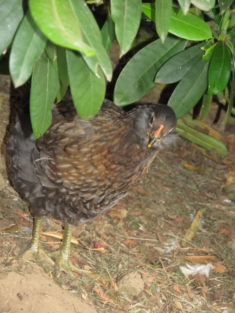 IMG_0254.jpg