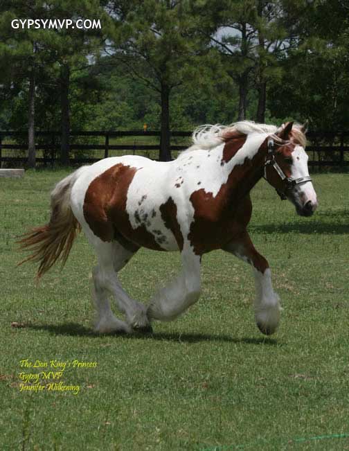 gypsy-vanner-horses-for-sale62.jpg