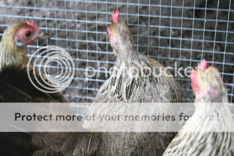 chickens009.jpg
