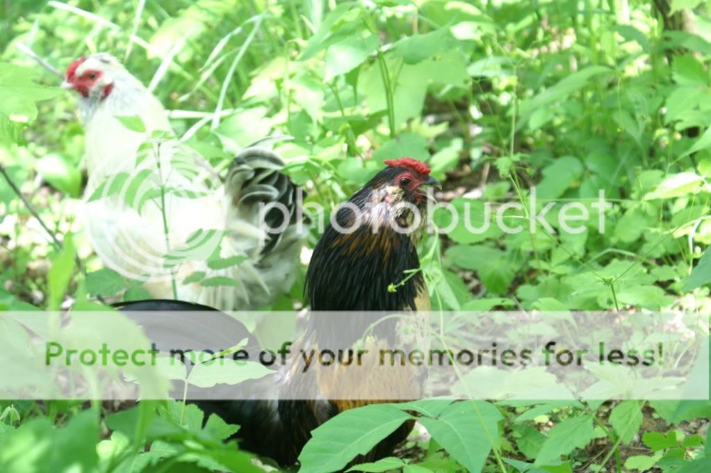 mychickens162.jpg
