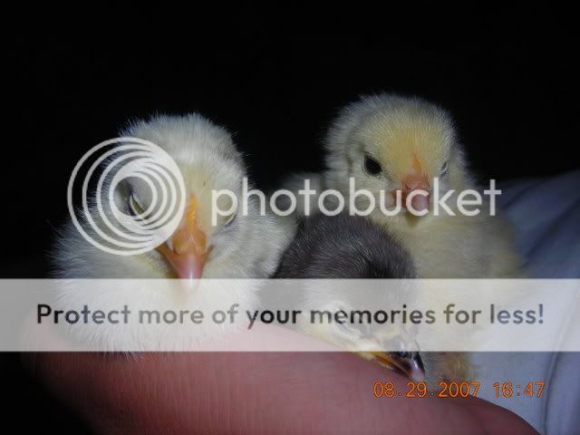 DSCN0632.jpg