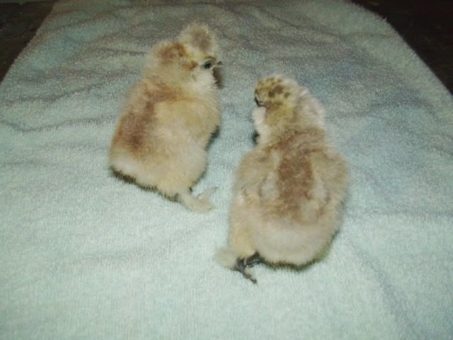 PICT2738.jpg