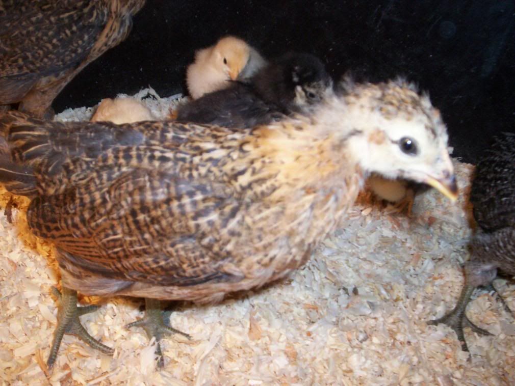 ChickensandSkidloader049.jpg