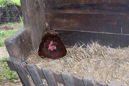 ChickenLay1.JPG