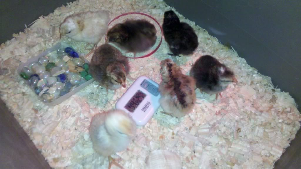 7HappyCrazyChicks3-12-11.jpg