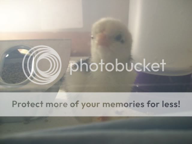 chick015.jpg