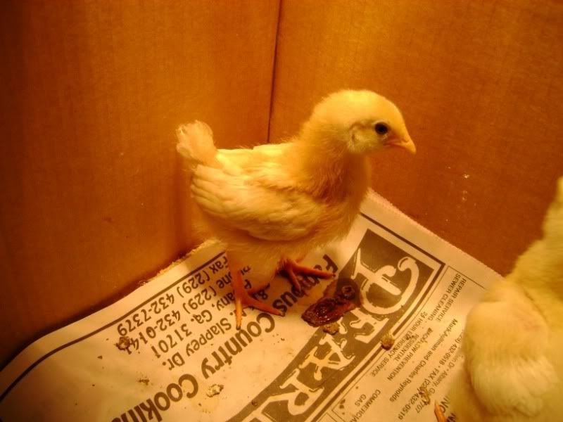 Chicks4.jpg