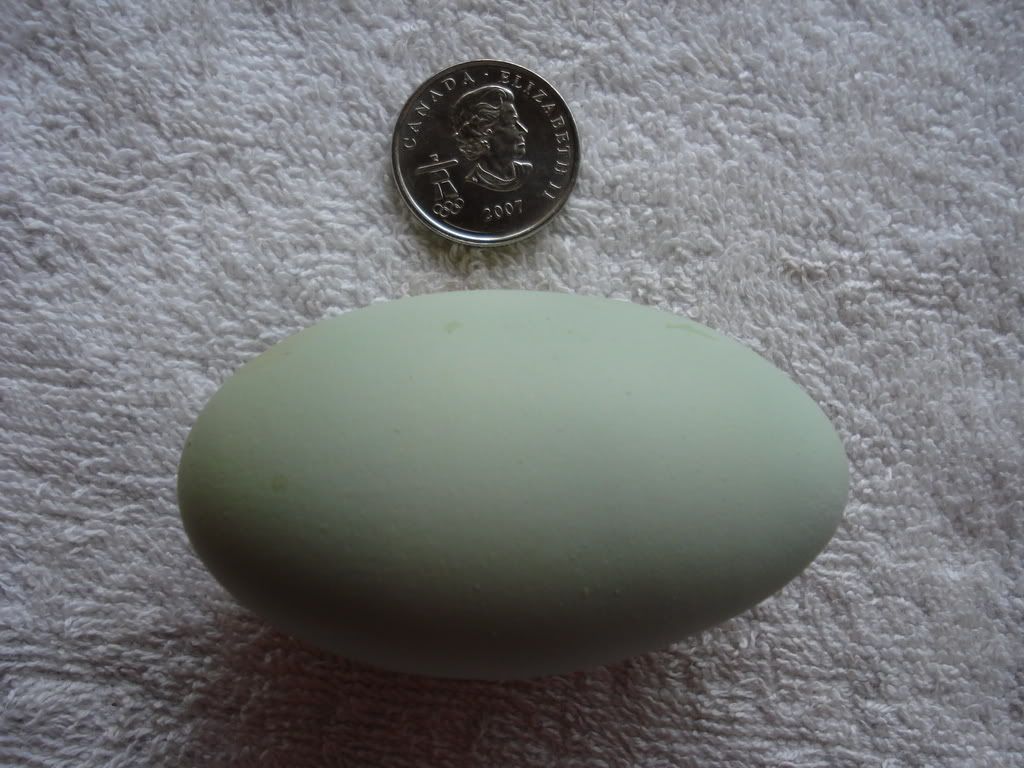 carmenegg2.jpg
