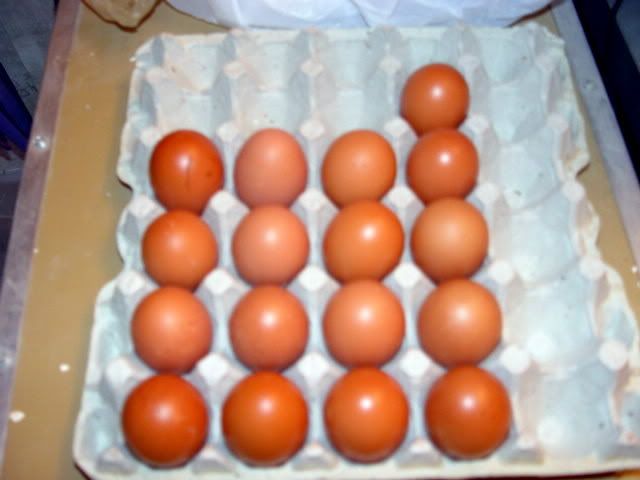 DSC01146.jpg
