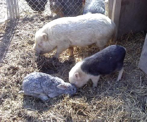 pigs2.jpg
