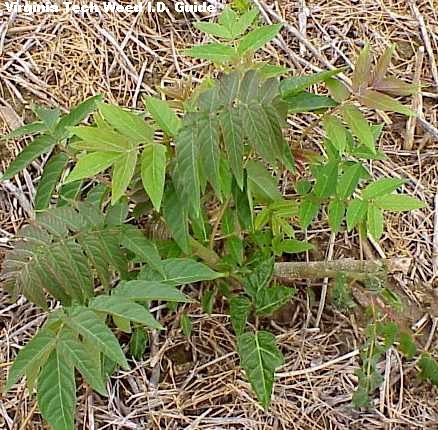 Weed-Tree-744780.jpg