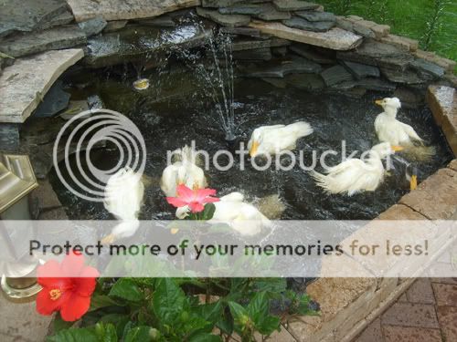SD536360.jpg