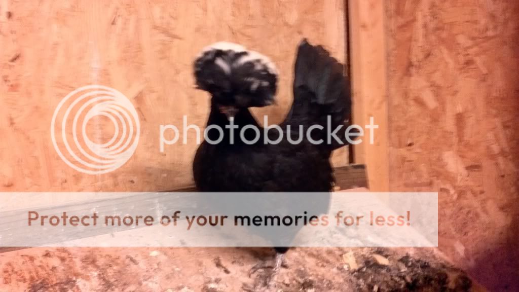 2011-11-13_20-39-16_707.jpg
