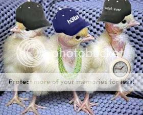 chickens.jpg