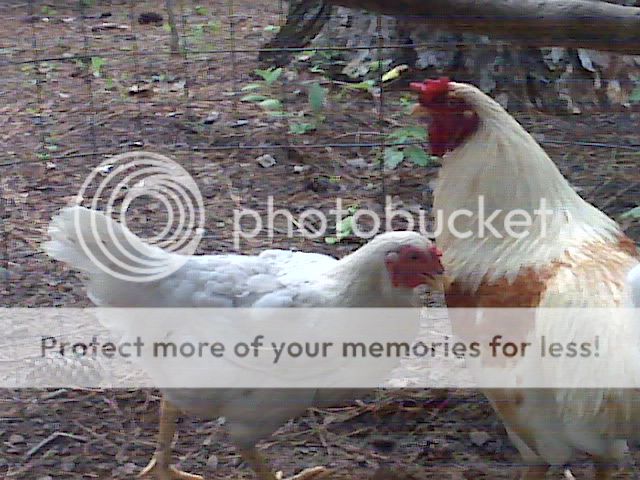IMG01643.jpg