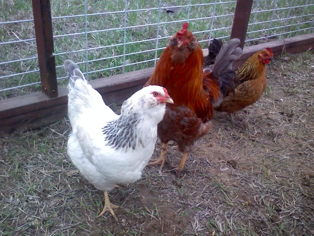 whitehenandrooster.jpg