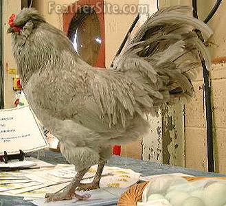 araucana2.JPEG