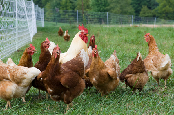 free-range-chickens.jpg
