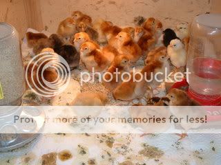 DSCF0105.jpg