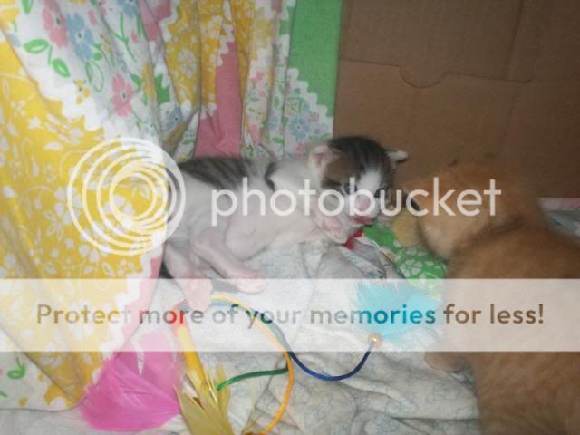 Easter2011kittens058.jpg