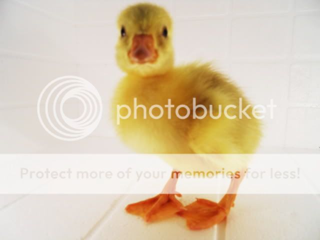 DSCN1377.jpg