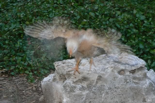 chicks21.jpg