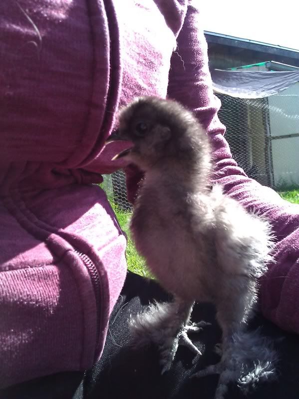Silkie.jpg
