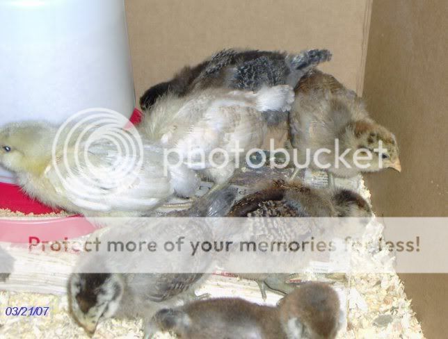 chicks2weeksold020.jpg