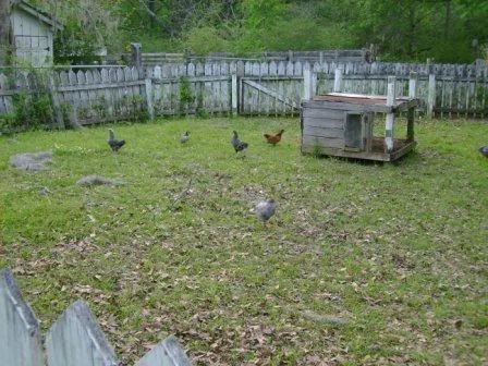 TheYard2.jpg