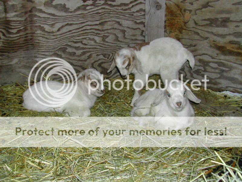 DSCN2966.jpg
