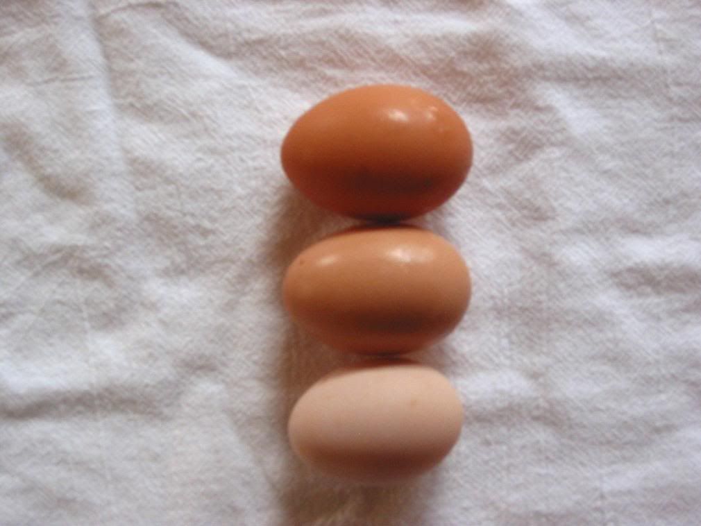 RIRDomOrpEggs.jpg