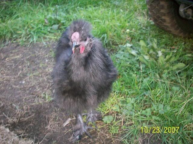 pets019.jpg