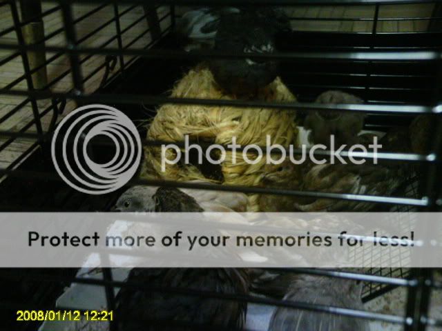 PICT0266.jpg