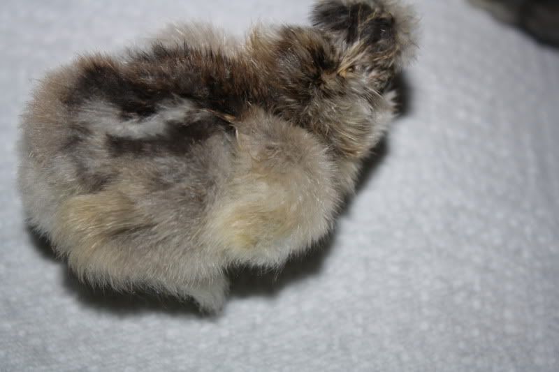 SilkieChicks002.jpg