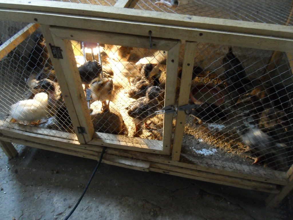 eggsandchicks006.jpg