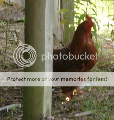 newchickens005.jpg