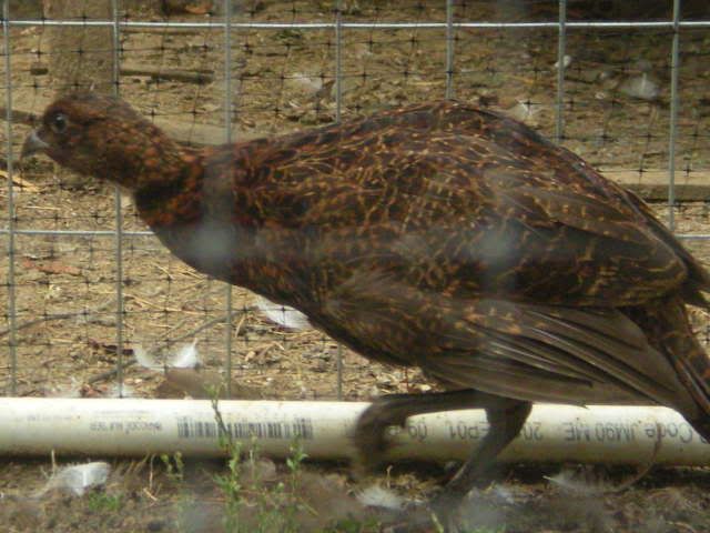 pheasants019.jpg