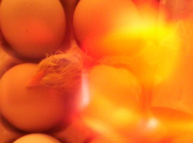 Babychicks005.jpg
